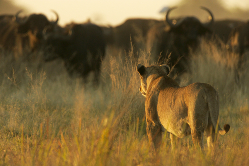 Duba Plains Camp Okavango Delta Botswana 73