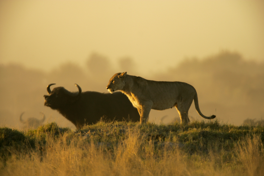 Duba Plains Camp Okavango Delta Botswana 75