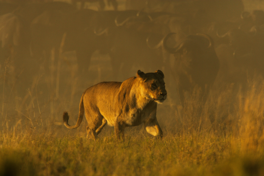 Duba Plains Camp Okavango Delta Botswana 76