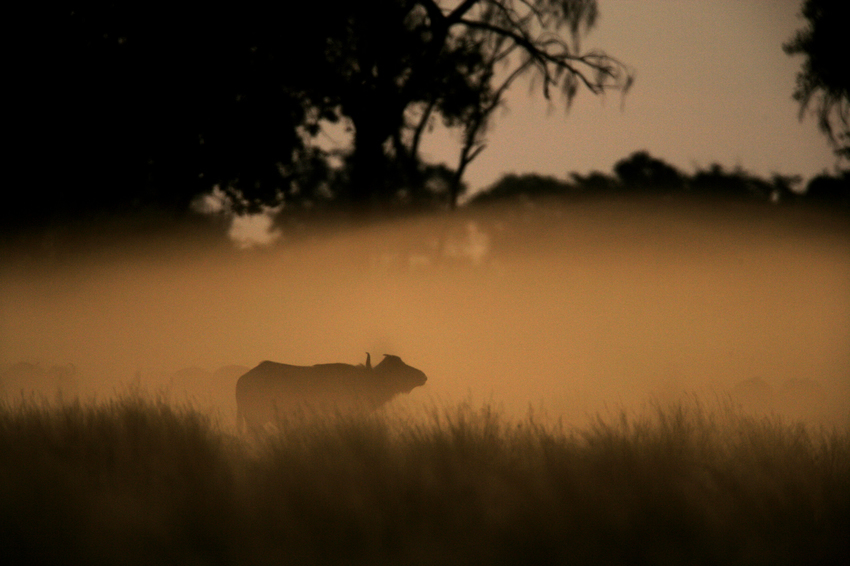 Duba Plains Camp Okavango Delta Botswana 77