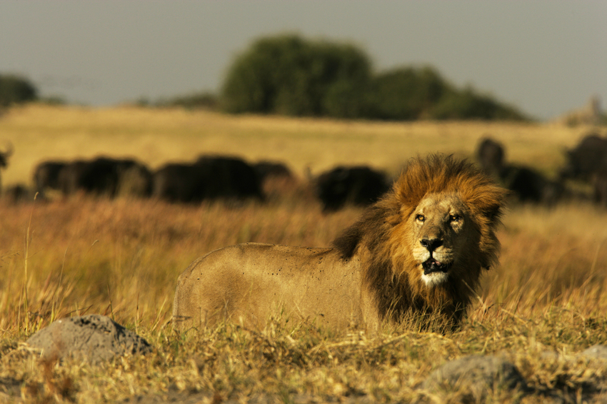Duba Plains Camp Okavango Delta Botswana 79
