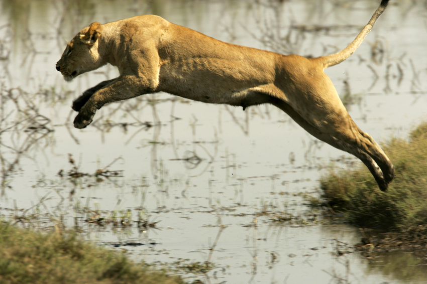 Duba Plains Camp Okavango Delta Botswana 80
