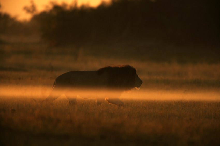 Duba Plains Camp Okavango Delta Botswana 81
