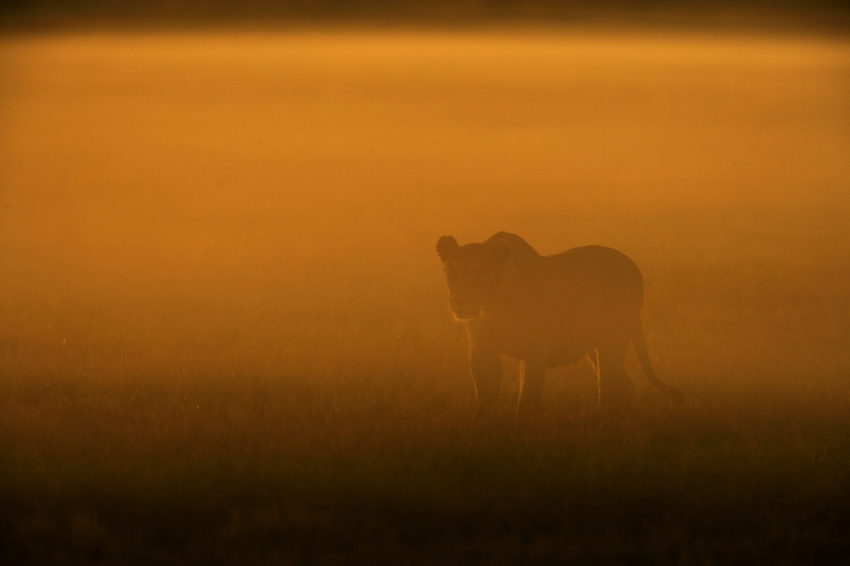 Duba Plains Camp Okavango Delta Botswana 1