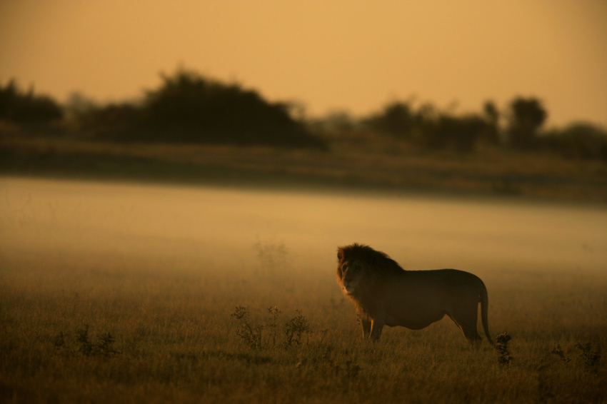 Duba Plains Camp Okavango Delta Botswana 2