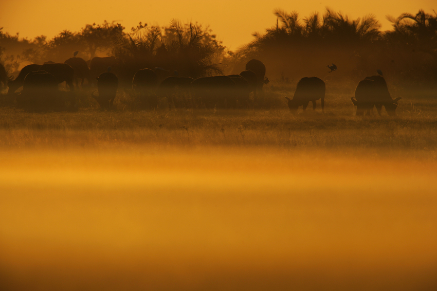Duba Plains Camp Okavango Delta Botswana 3