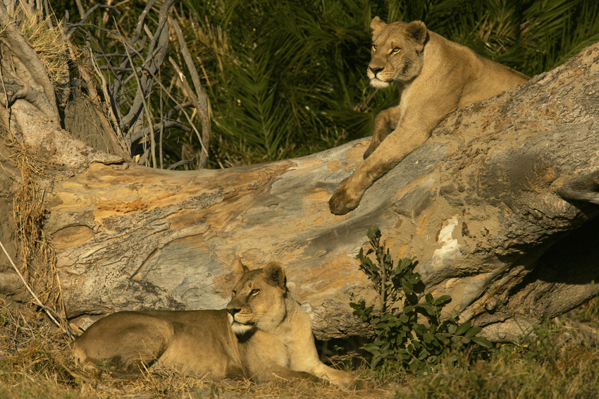Duba Plains Camp Okavango Delta Botswana 4