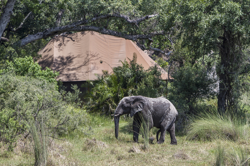 Kanana The Okavango Delta Botswana 6