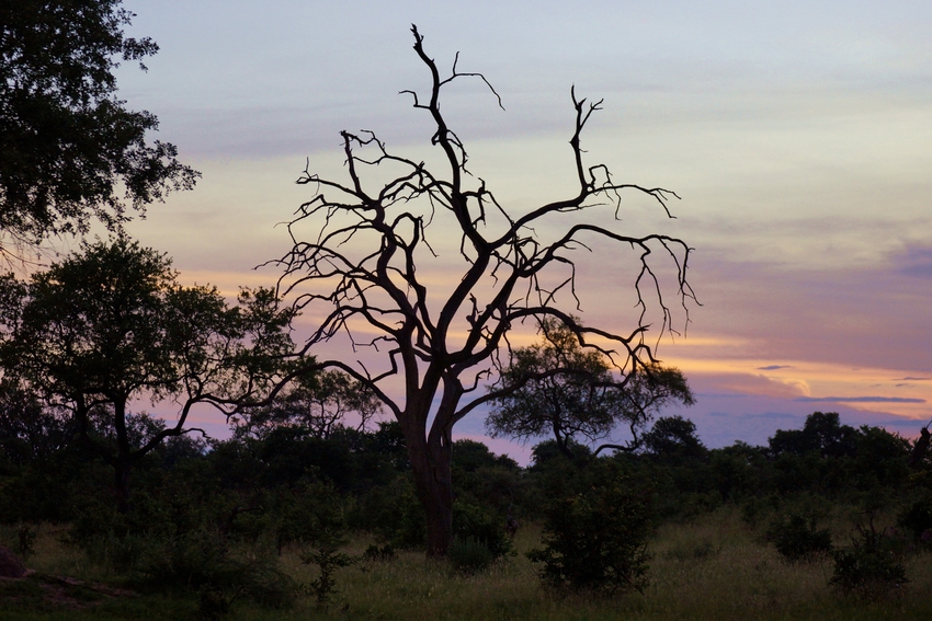 Kwando Lebala Camp Linyanti And Selinda Botswana 19Jpg