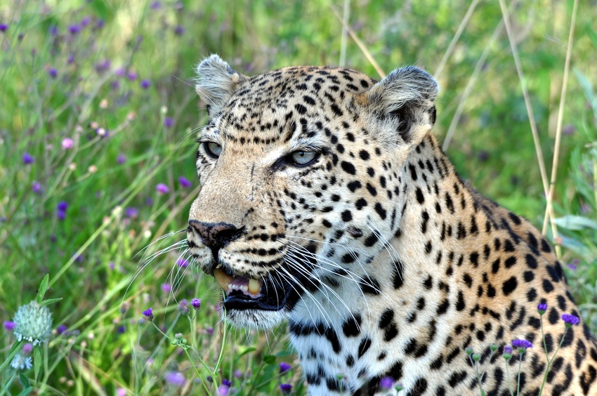 Kwando Tau Lodge Central Kalahari Botswana 15Jpg