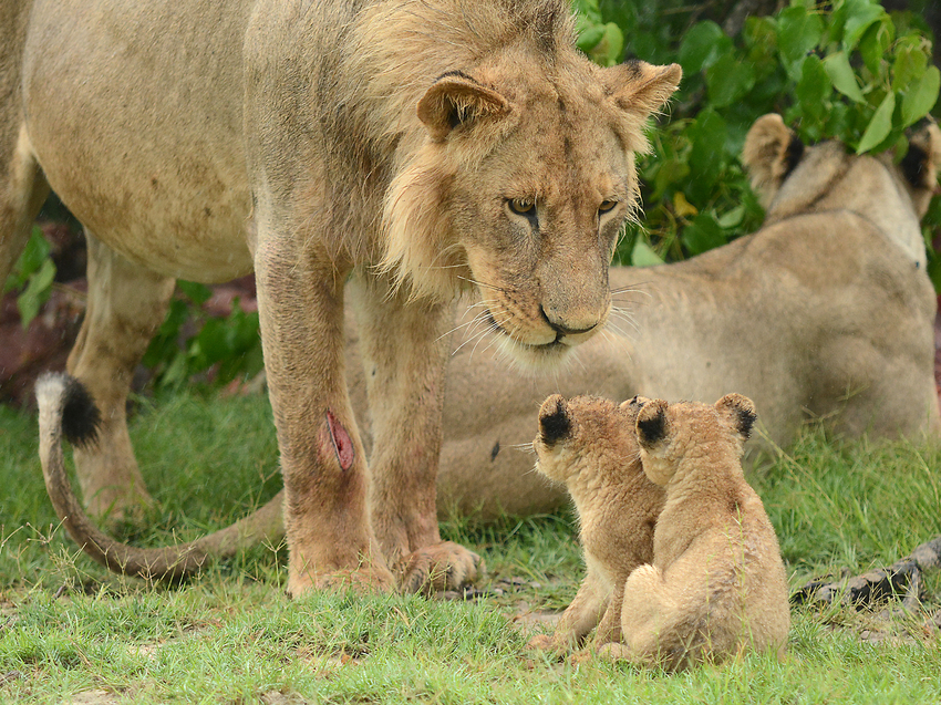 Kwando Tau Lodge Central Kalahari Botswana 16