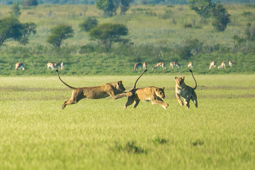 Kwando Tau Lodge Central Kalahari Botswana 17