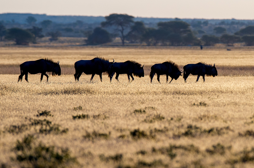 Kwando Tau Lodge Central Kalahari Botswana 3