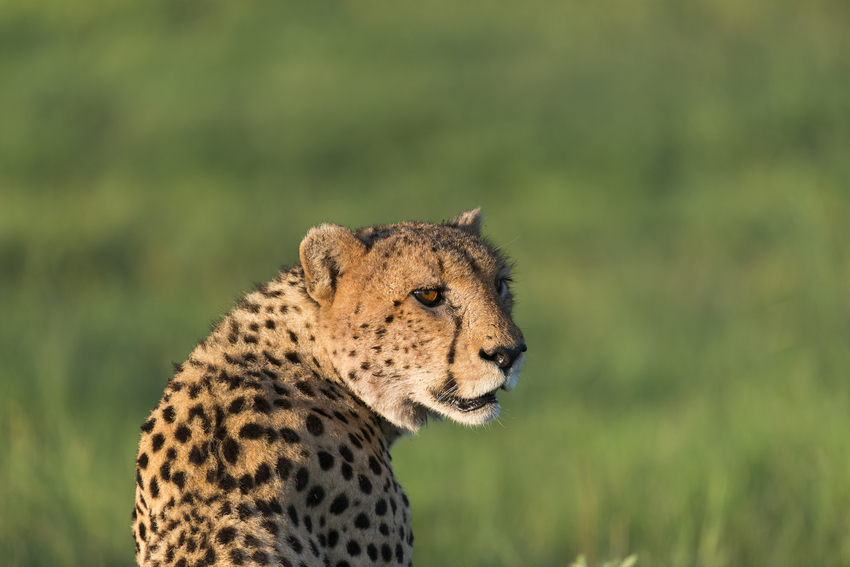 Kwando Tau Lodge Central Kalahari Botswana 5