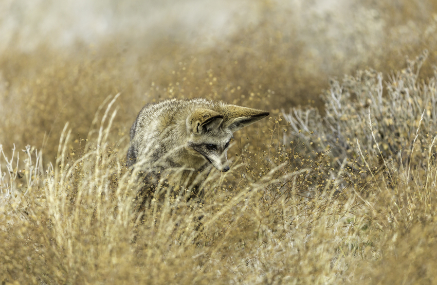Kwando Tau Lodge Central Kalahari Botswana 7