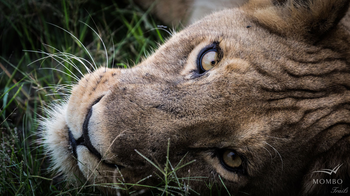 Mombo Camp Moremi Botswana 22