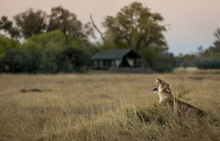 Machaba Camp Moremi Botswana 32
