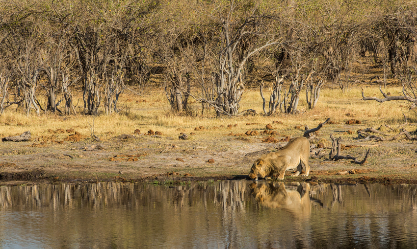 Machaba Camp Moremi Botswana 54