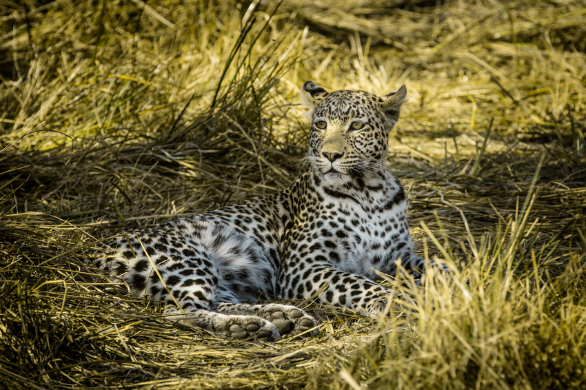 Machaba Camp Moremi Botswana 55