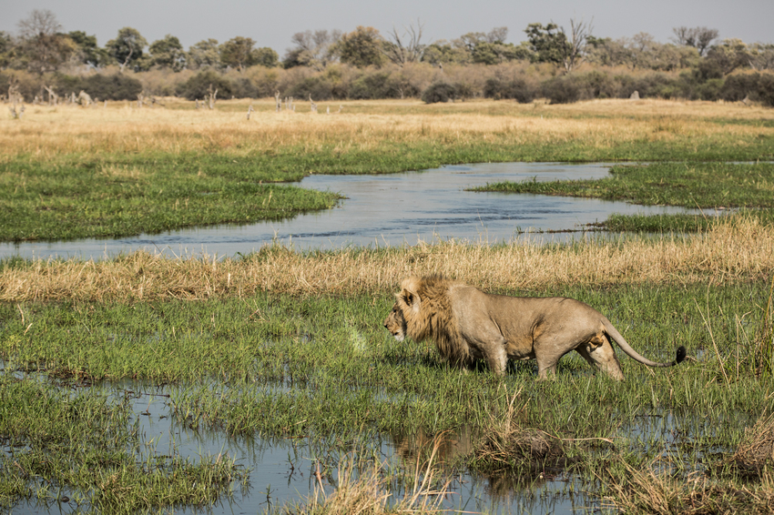 Machaba Camp Moremi Botswana 58