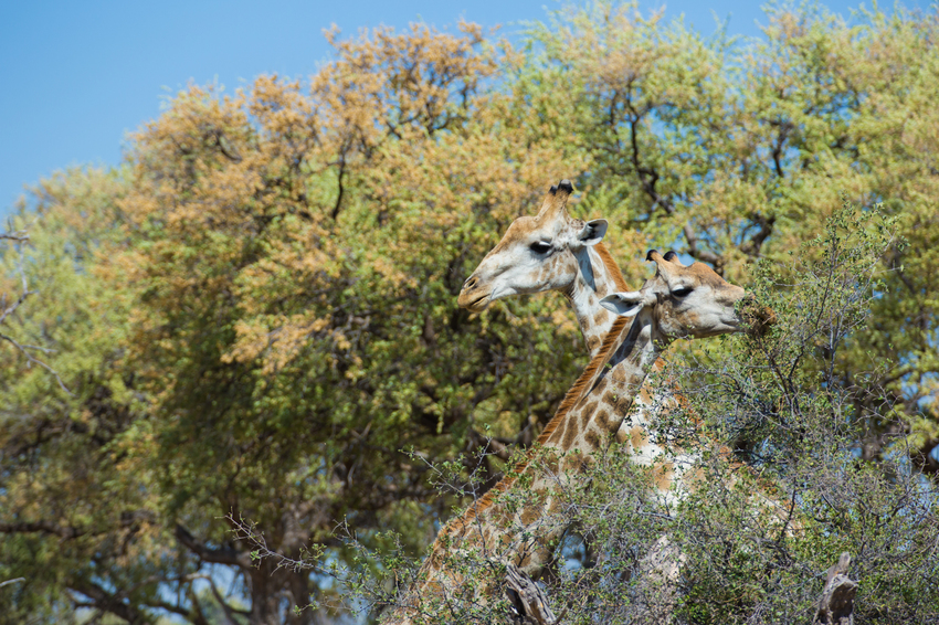 Machaba Camp Moremi Botswana 61