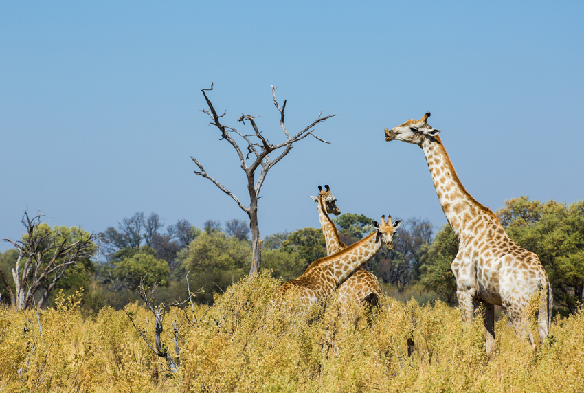 Machaba Camp Moremi Botswana 62