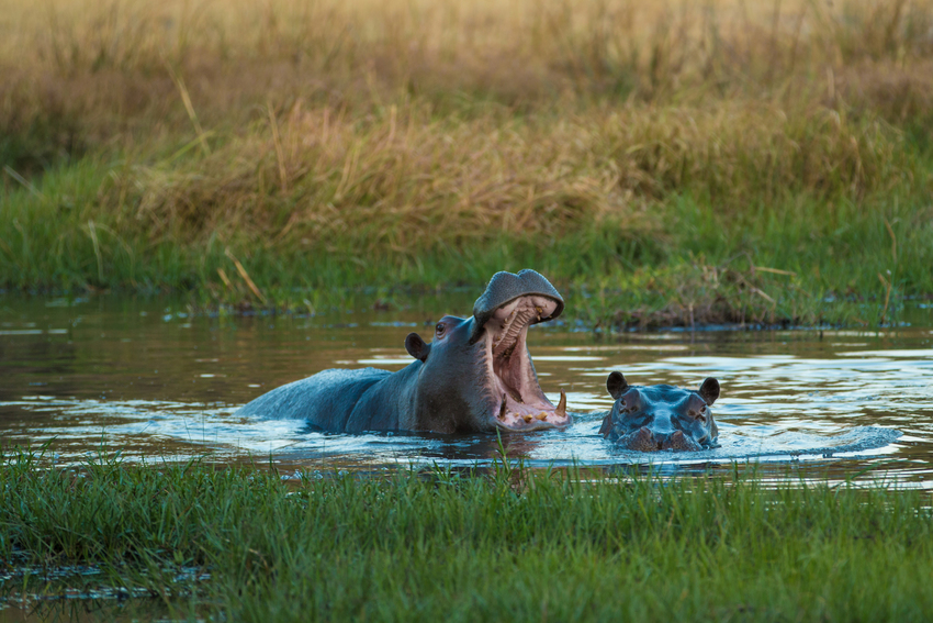 Machaba Camp Moremi Botswana 63