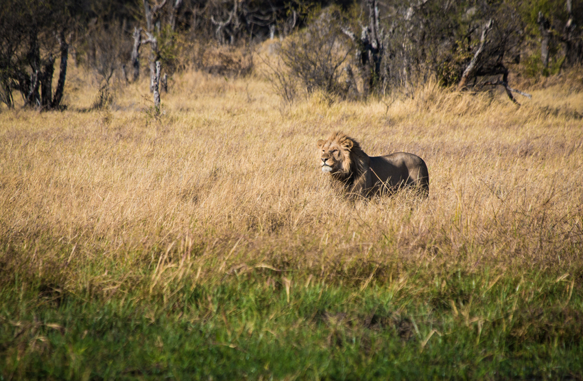 Machaba Camp Moremi Botswana 64