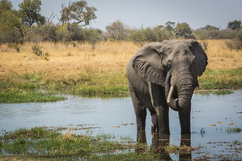 Machaba Camp Moremi Botswana 66