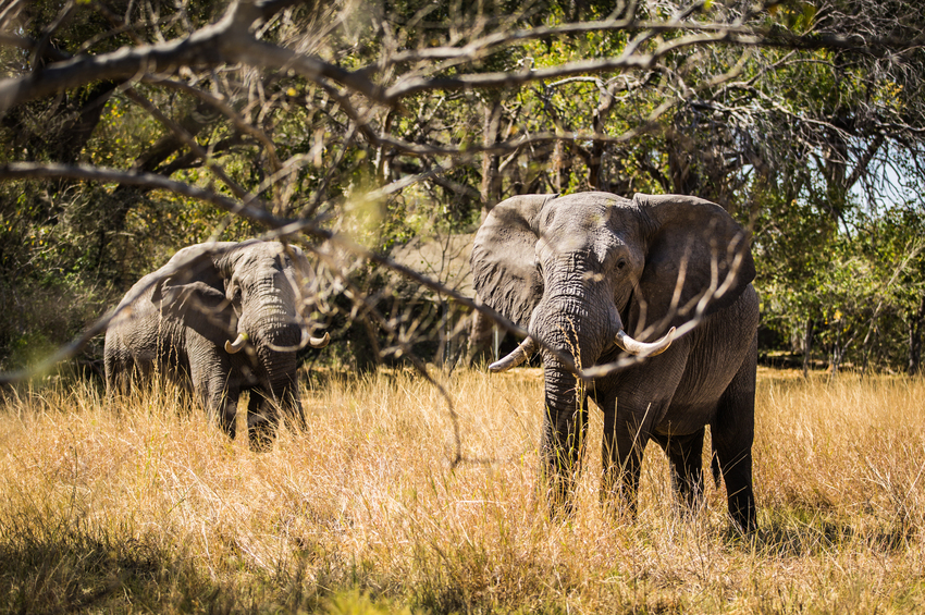 Machaba Camp Moremi Botswana 67