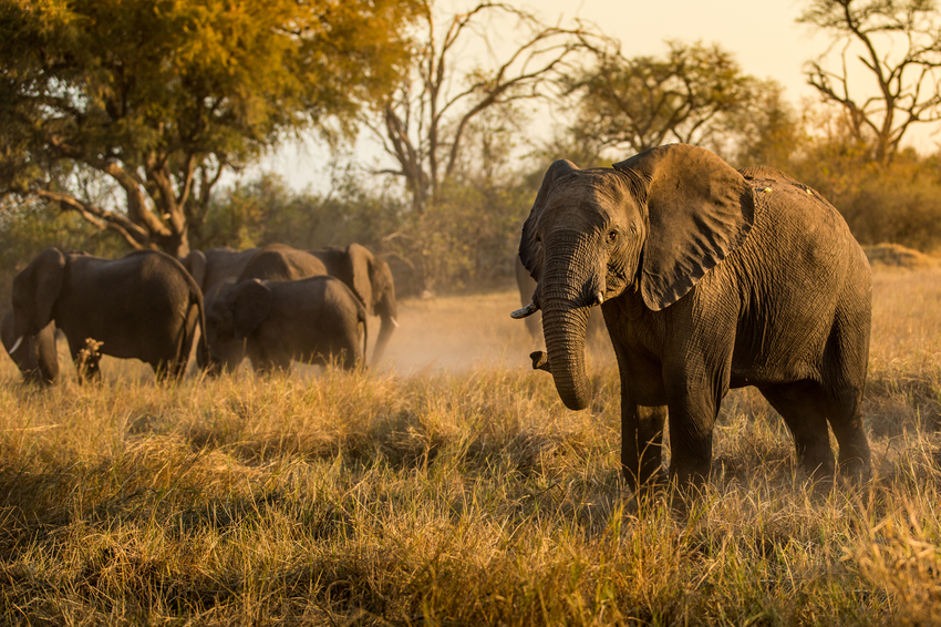 Machaba Camp Moremi Botswana 73