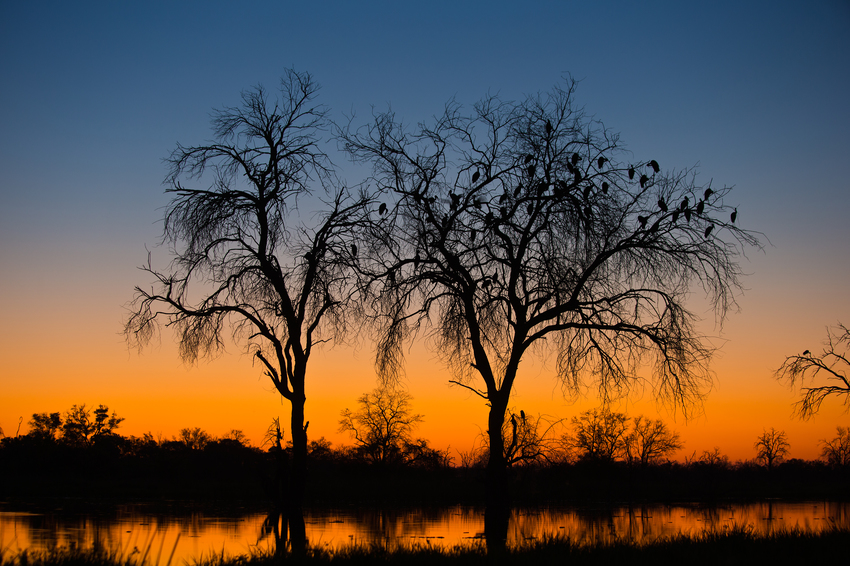 Machaba Camp Moremi Botswana 77