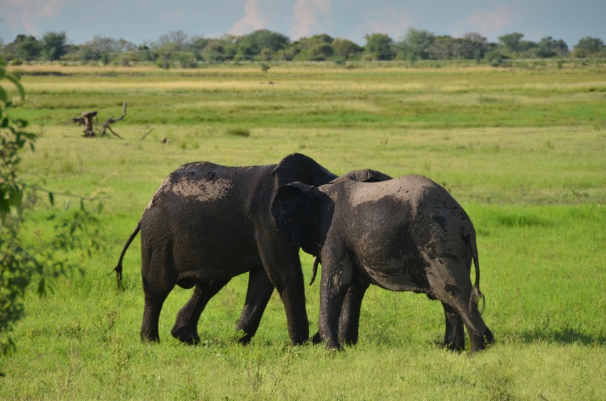 Ngoma Safari Lodge Chobe And Savute Botswana 8Jpg