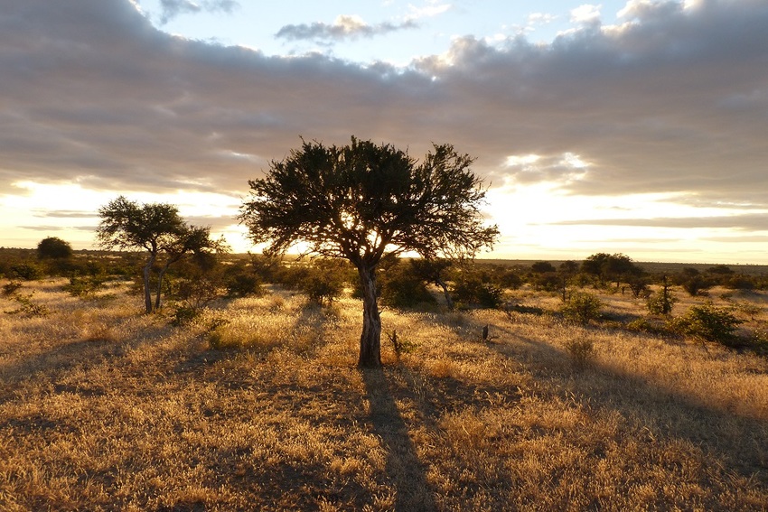 Tuli Safari Lodge Tuli Botswana 27