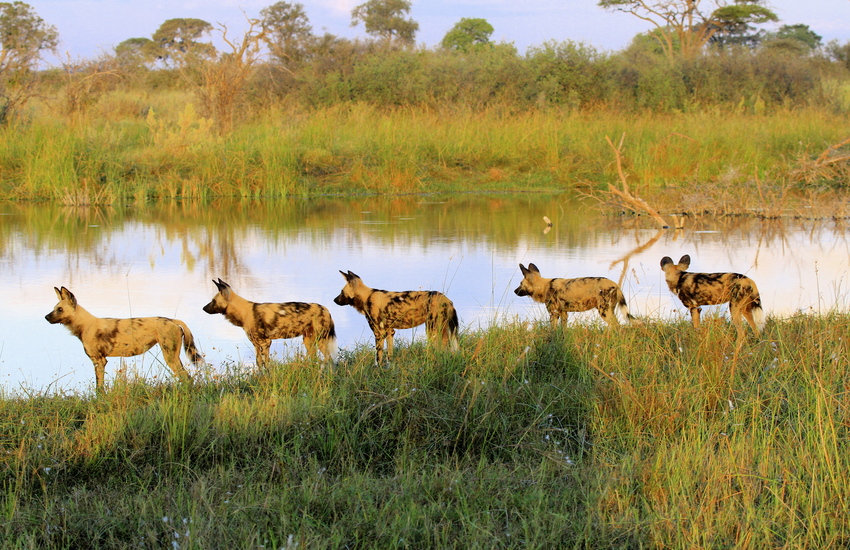 Kwando Lagoon Camp Linyanti And Selinda Botswana 40Jpg