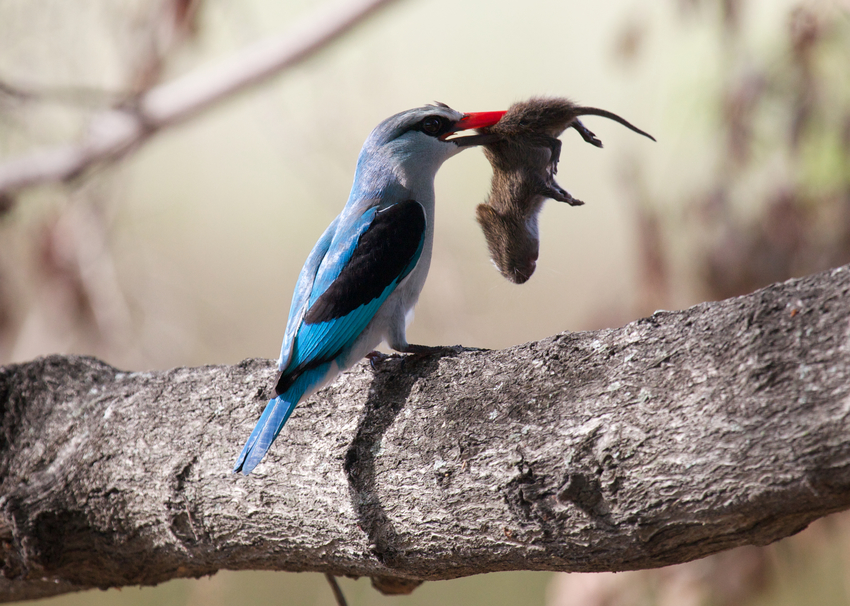 Kwando Lagoon Camp Linyanti And Selinda Botswana 41