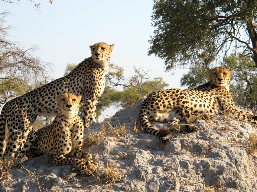 Kwando Lagoon Camp Linyanti And Selinda Botswana 7Jpg