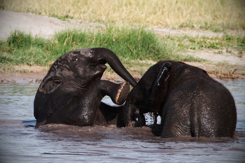 Kwando Lagoon Camp Linyanti And Selinda Botswana 12
