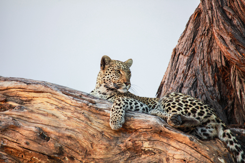 Kwando Lagoon Camp Linyanti And Selinda Botswana 13