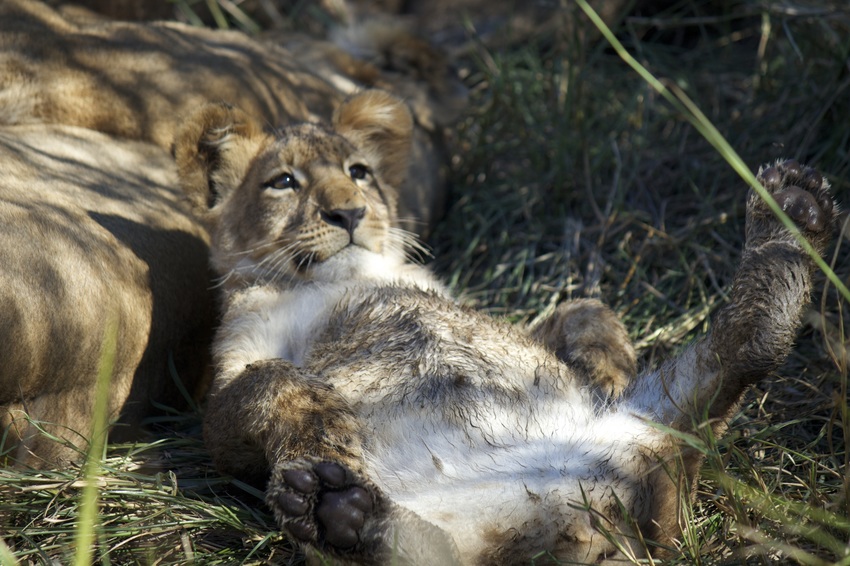 Kwando Lagoon Camp Linyanti And Selinda Botswana 16