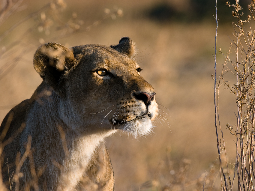 Kwando Lagoon Camp Linyanti And Selinda Botswana 17