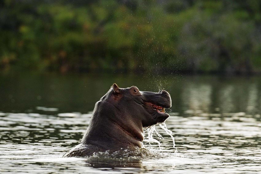 Xugana The Okavango Delta Botswana 89
