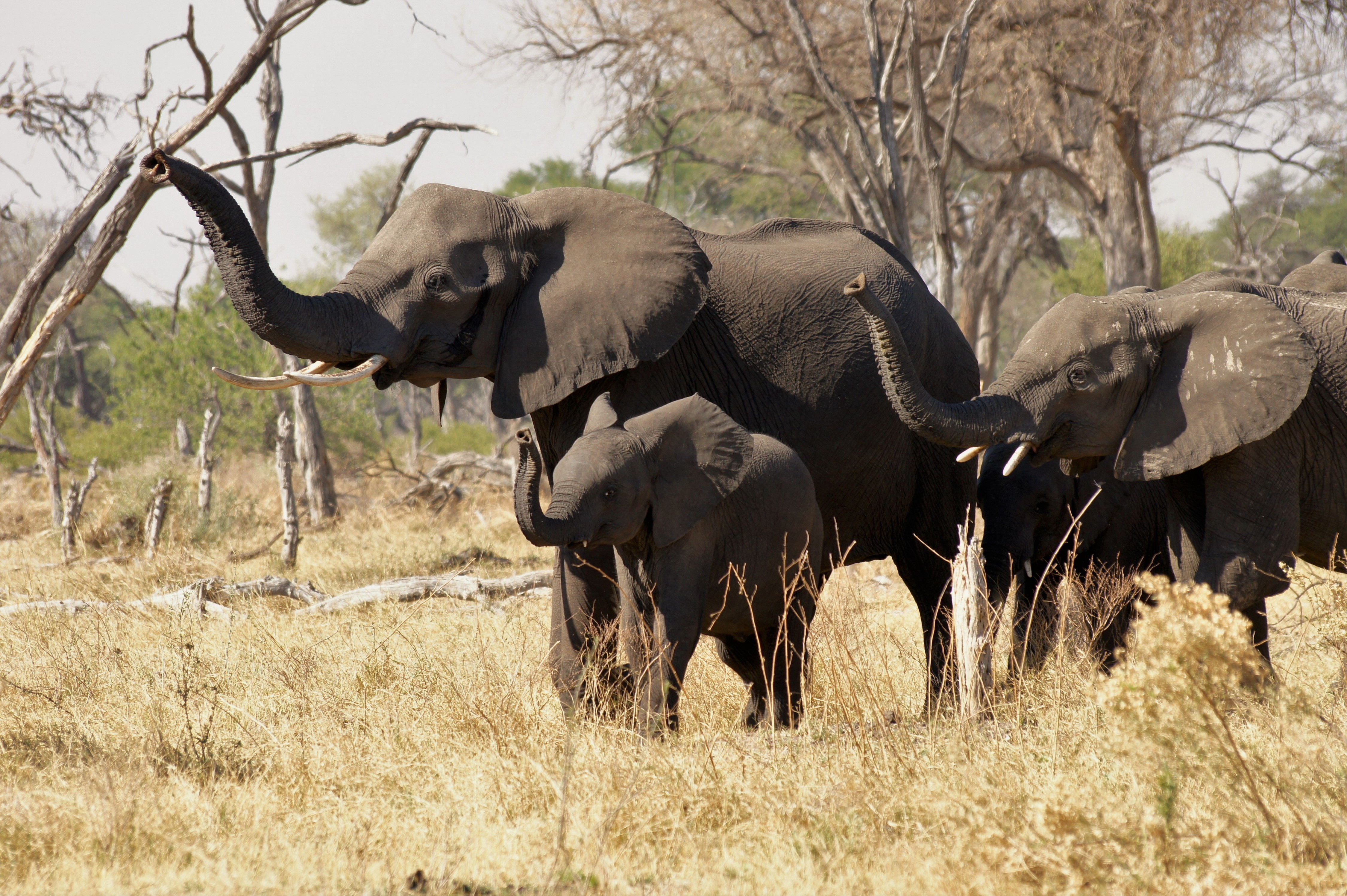 Botswana Copyright Of Grant 1