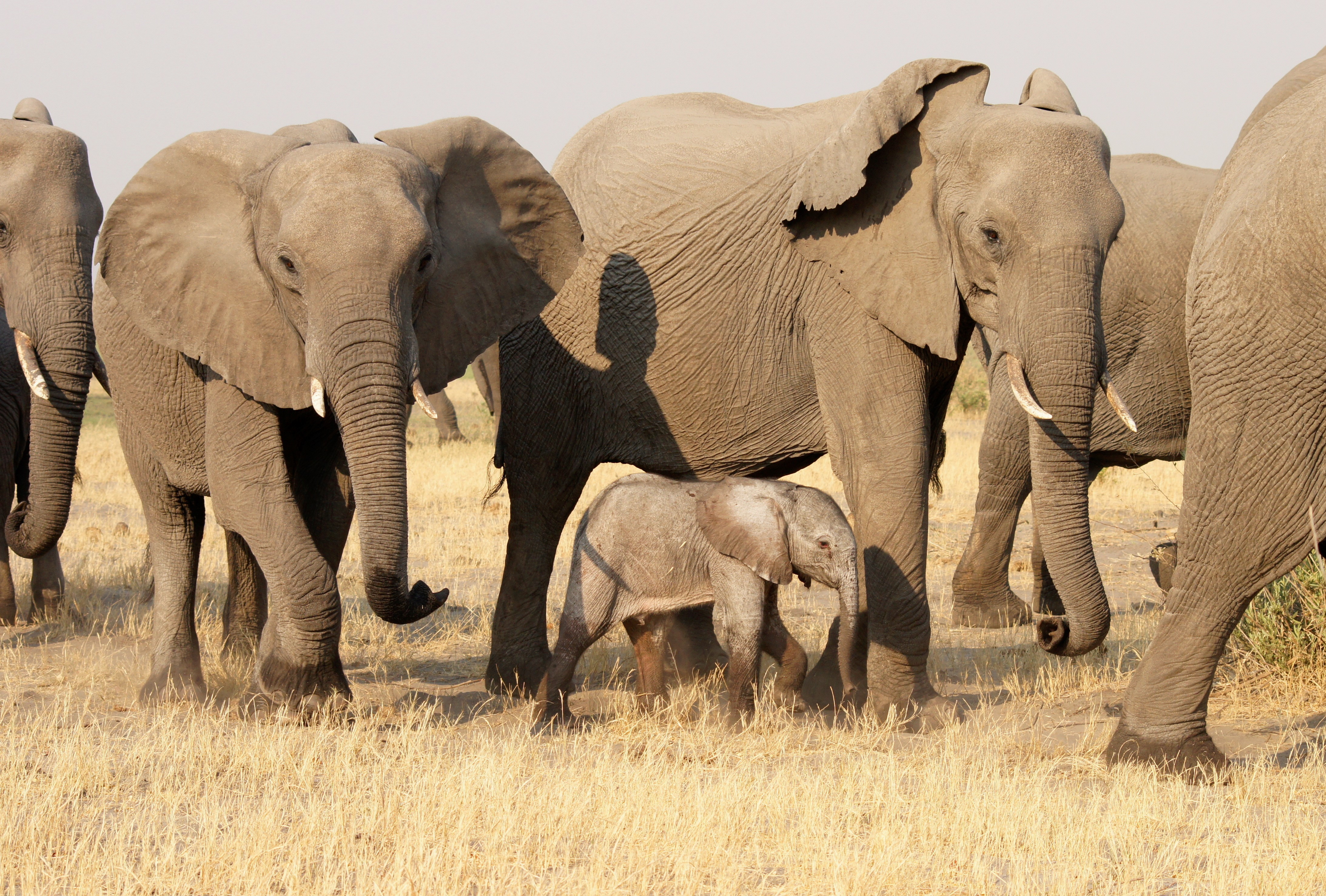 Botswana Copyright Of Grant 18