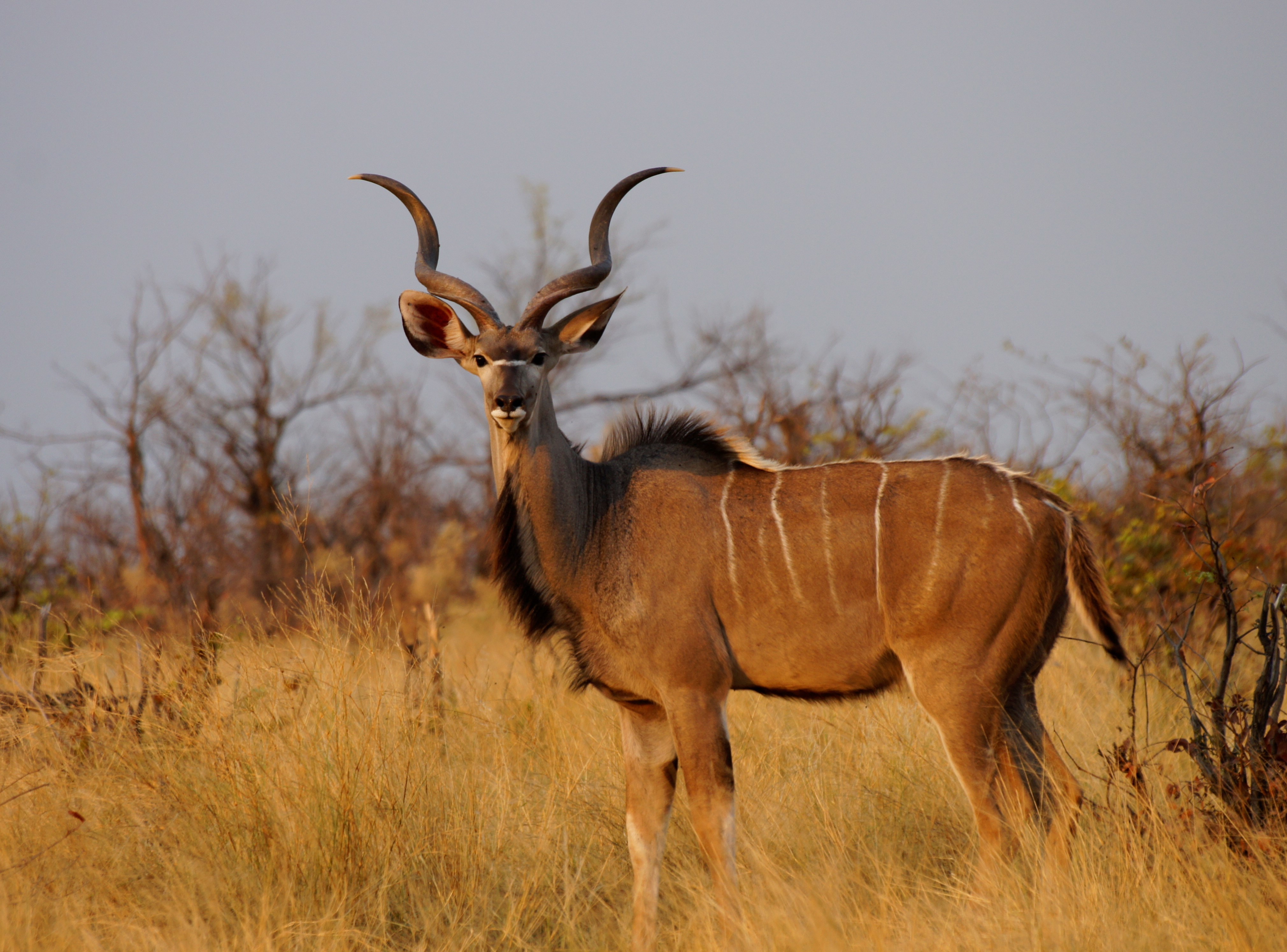 Botswana Copyright Of Grant 23