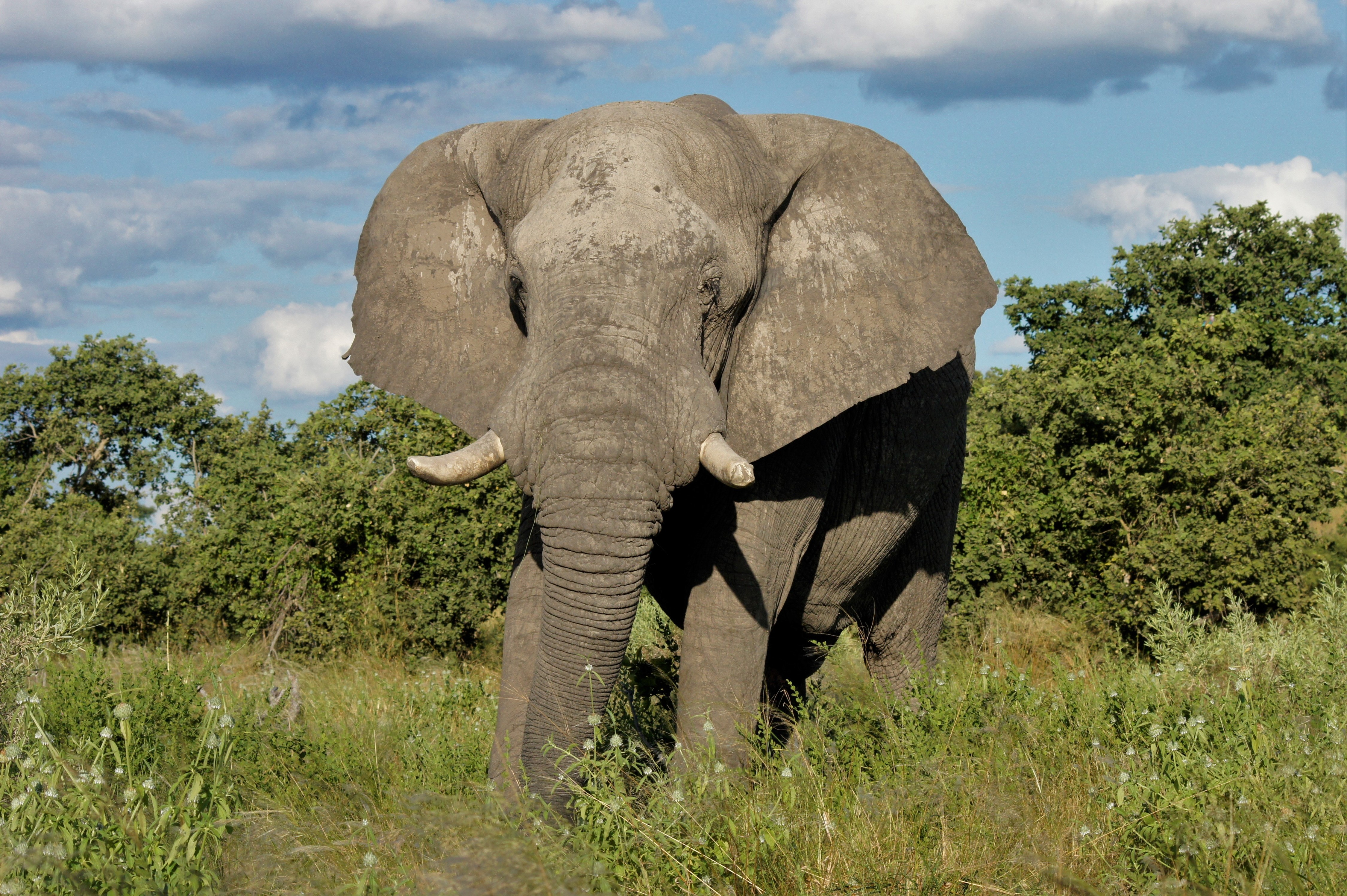 Botswana Copyright Of Grant 26