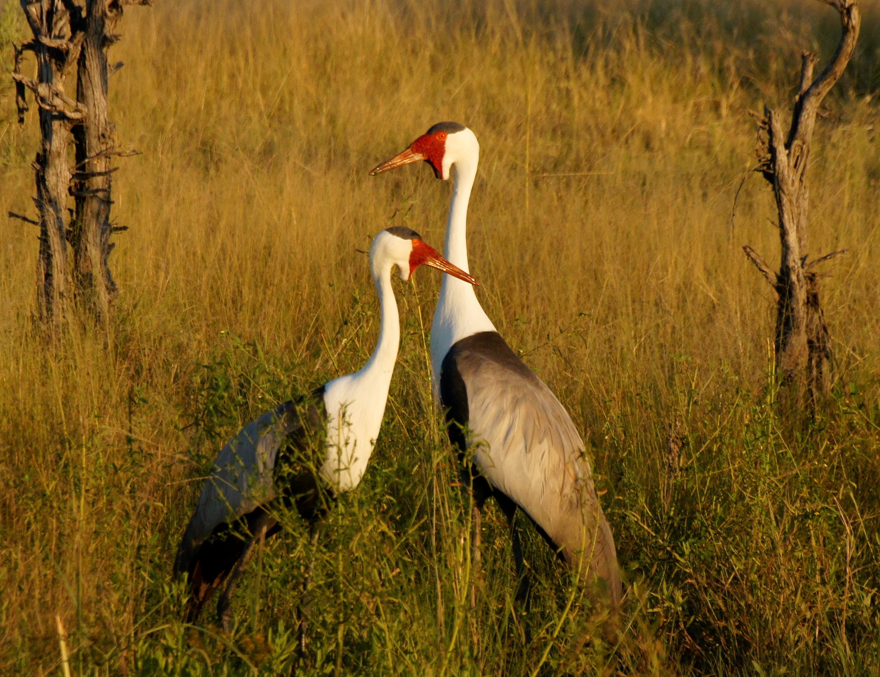 Botswana Copyright Of Grant 28
