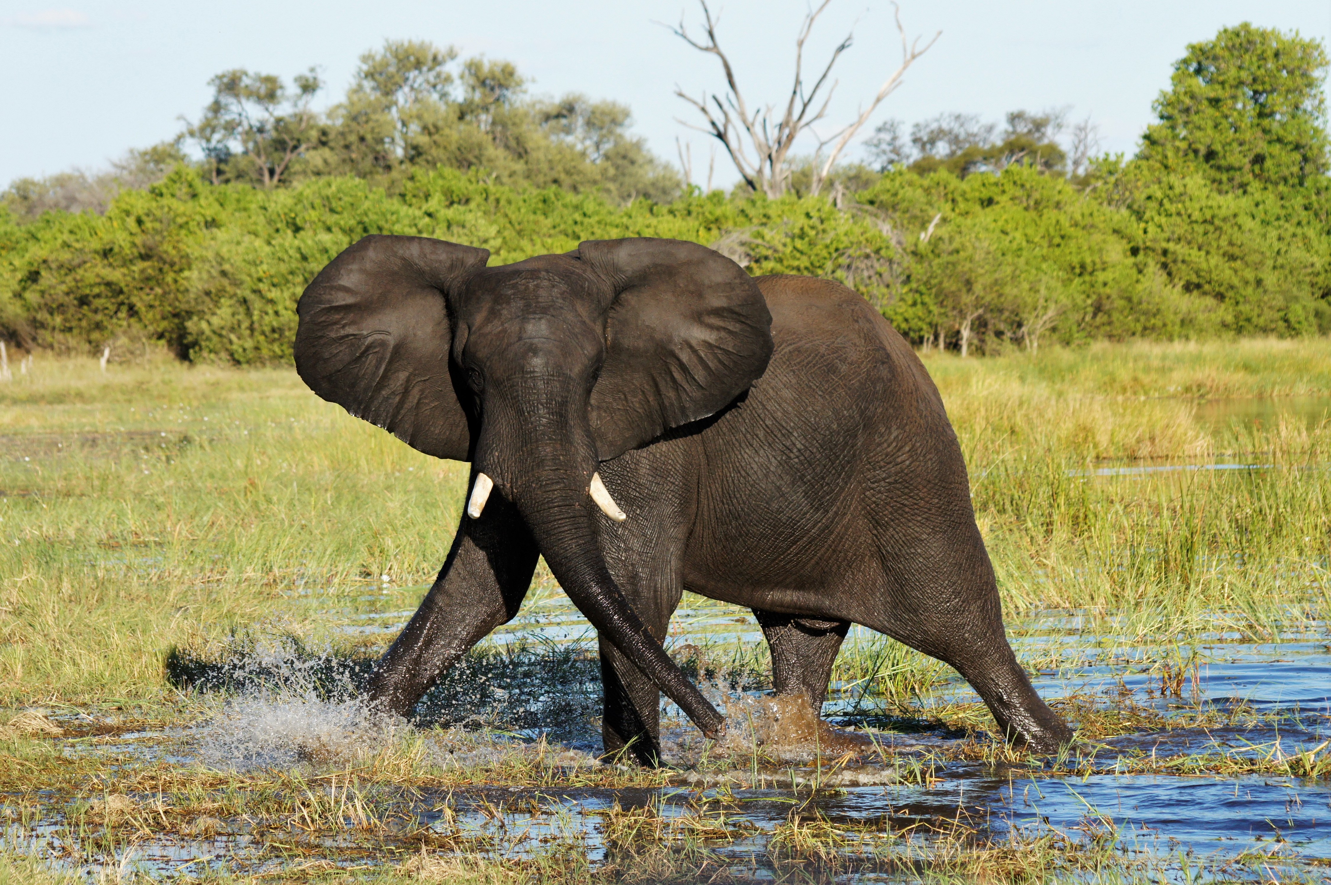 Botswana Copyright Of Grant 31