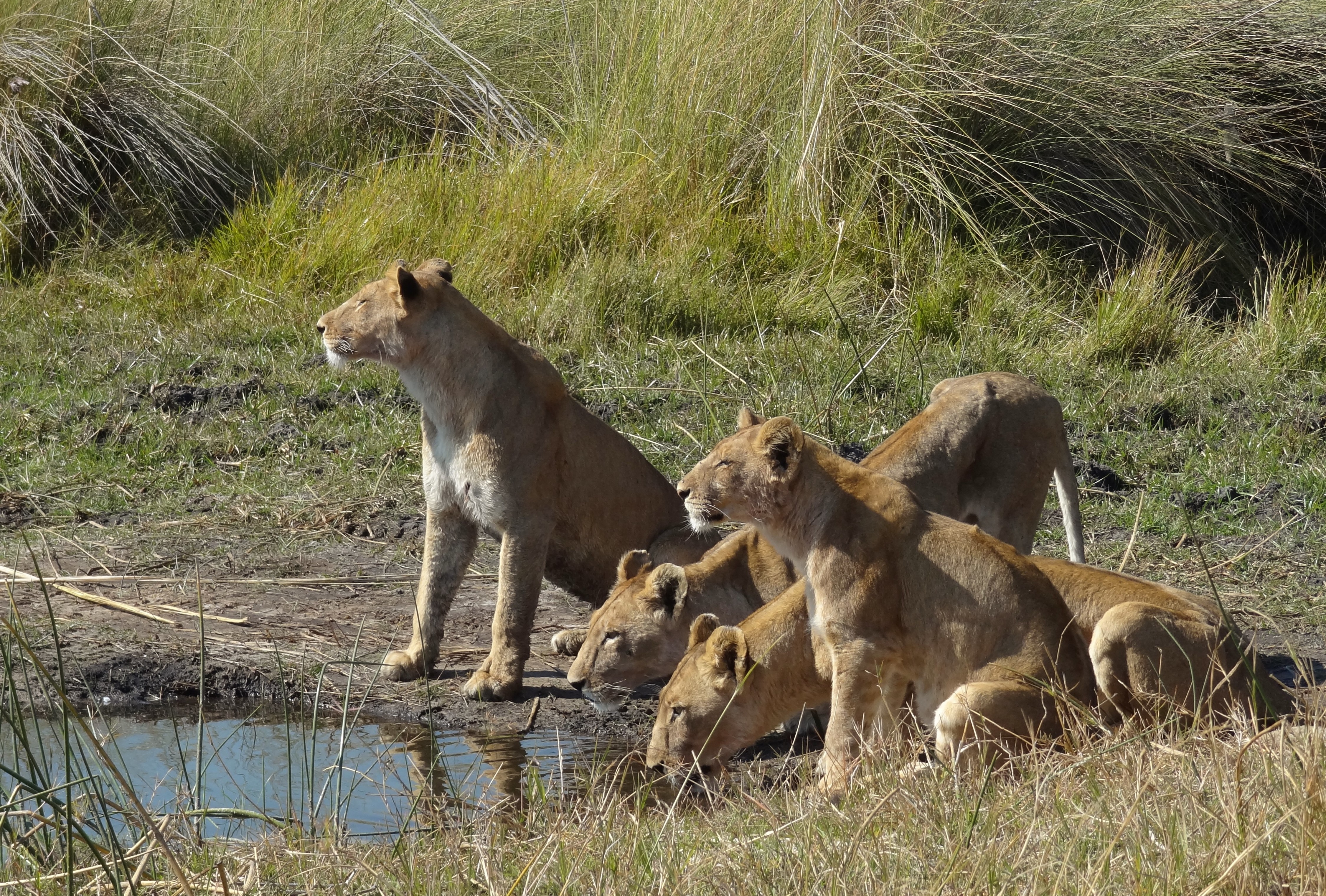 Botswana Copyright Of Grant 65