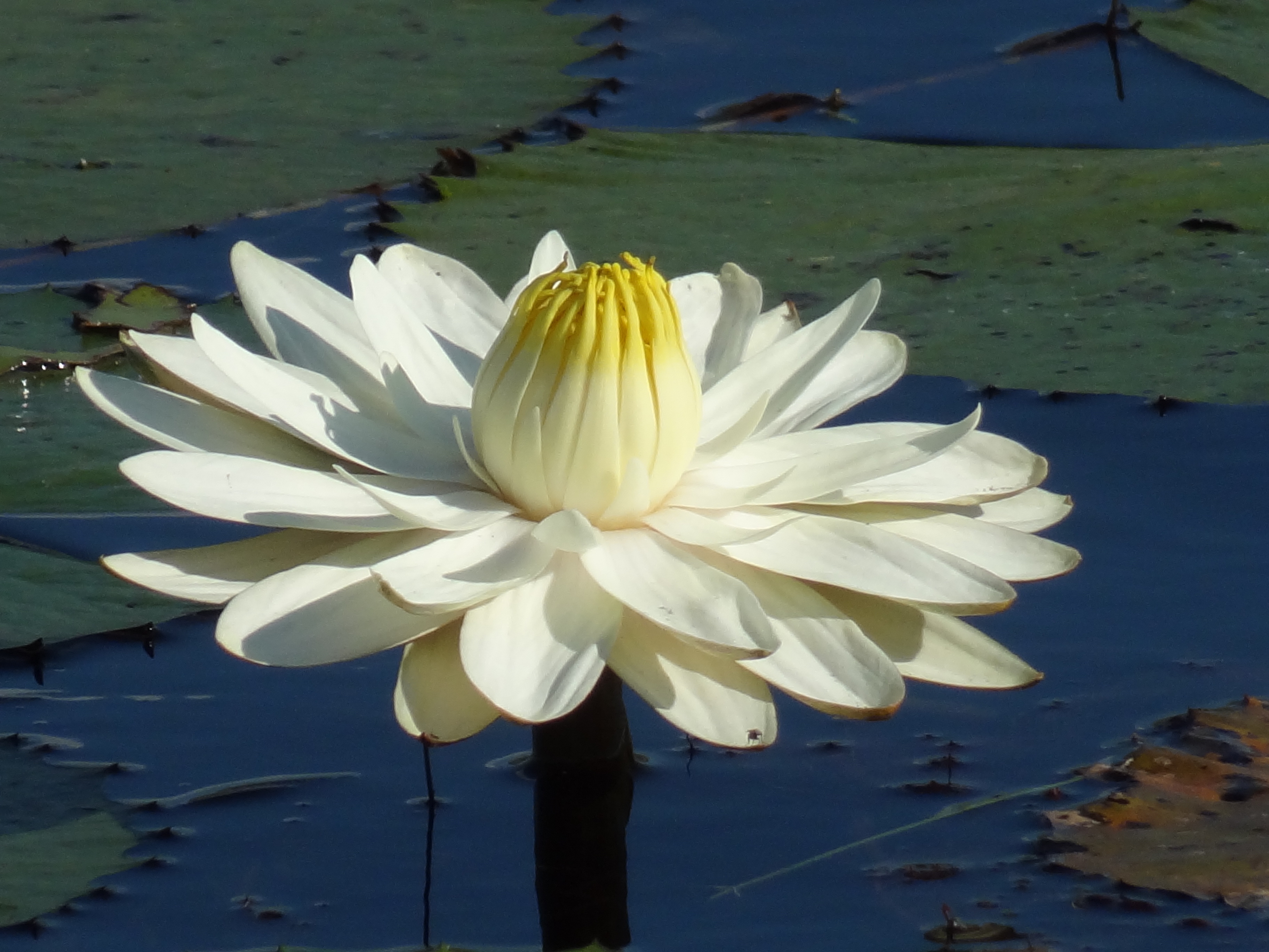 Botswana Copyright Of Grant 71